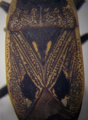 Graptopeltus lynceus