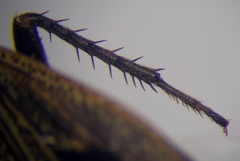 Graptopeltus lynceus