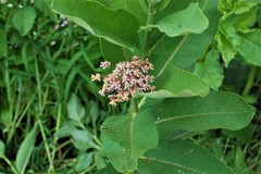 Asclepias syriaca
