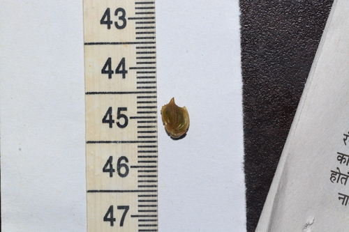 Aponogeton crispus, photograph 5