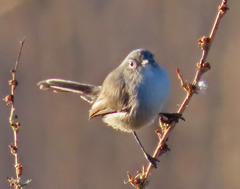 Polioptila californica