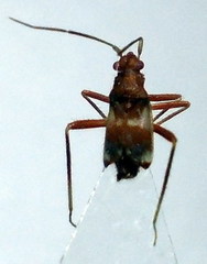 Hallodapus montandoni