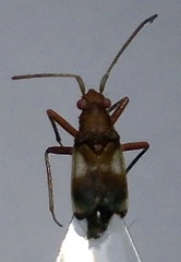 Hallodapus montandoni