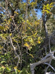 Zanthoxylum hirsutum