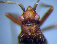 Hallodapus montandoni