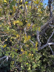 Zanthoxylum hirsutum