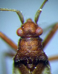 Hallodapus montandoni