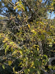 Zanthoxylum hirsutum