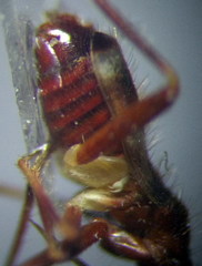 Hallodapus montandoni
