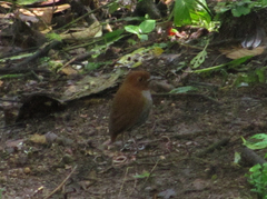 Grallaria rufocinerea