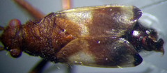 Hallodapus montandoni