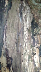 Hemidactylus frenatus