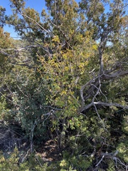 Zanthoxylum hirsutum