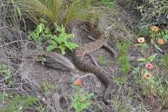 Crotalus durissus terrificus