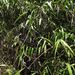 Panicum malacotrichum - Photo no rights reserved, uploaded by Bat
