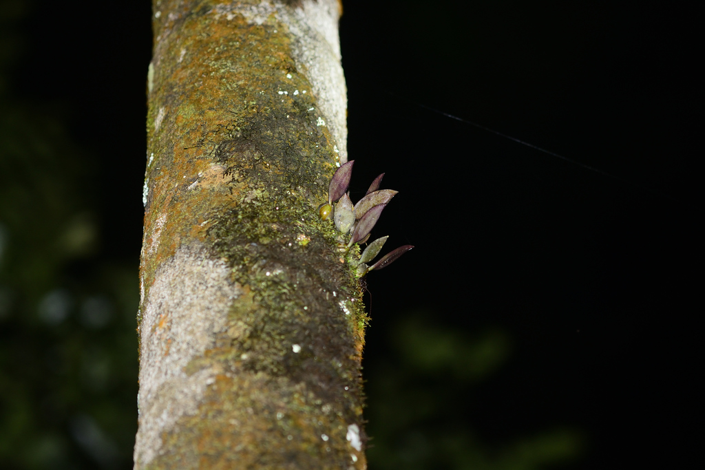 Bulbophyllum stocksii