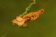 Uloboridae
