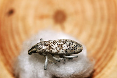 Cyphocleonus cenchrus