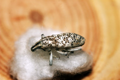 Cyphocleonus cenchrus