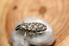 Cyphocleonus cenchrus