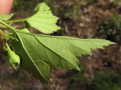 Crataegus gattingeri