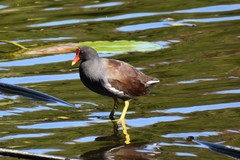 Gallinula galeata cachinnans
