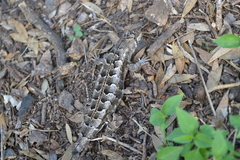 Stenocercus doellojuradoi