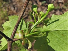 Crataegus gattingeri