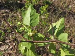Crataegus gattingeri
