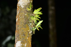 Hierodula membranacea