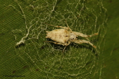Uloboridae
