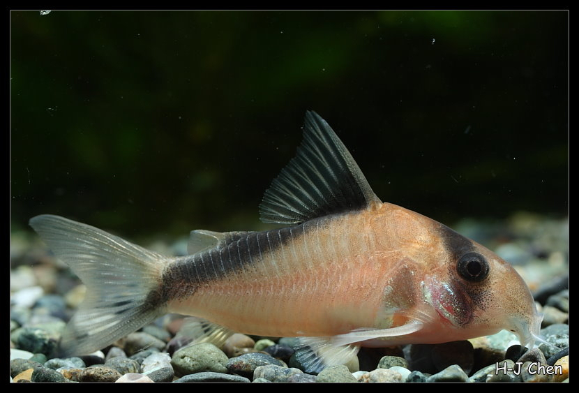 Cory de David Sands (Corydoras davidsandsi)