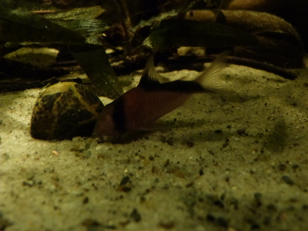 Cory de David Sands (Corydoras davidsandsi)