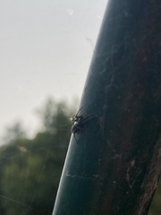 Herpyllinae