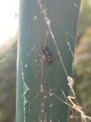 Herpyllinae