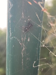 Herpyllinae