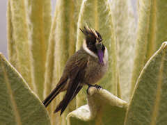 Oxypogon stuebelii