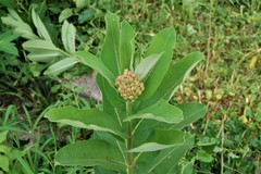 Asclepias syriaca