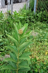 Asclepias syriaca