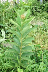 Asclepias syriaca