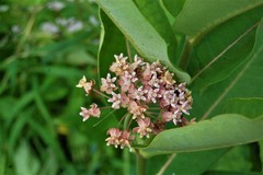 Asclepias syriaca