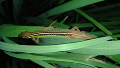 Takydromus sexlineatus