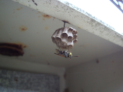 Polistes cinerascens