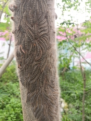 Lepidoptera