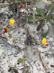 Aspalathus retroflexa bicolor