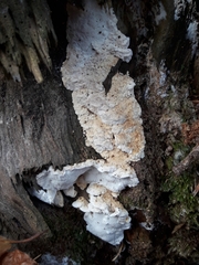 Neoantrodia serialis