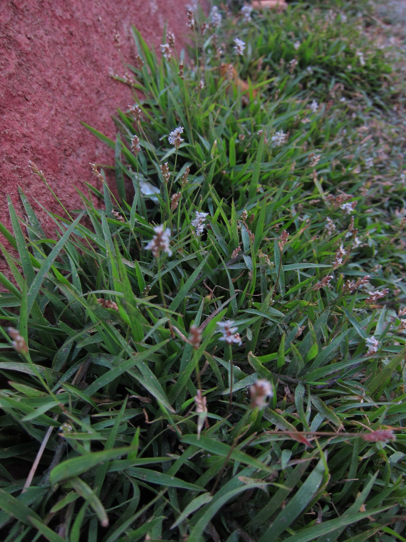 (c) bat (Maria Vorontsova), aucun droit réservé (CC0) https://www.inaturalist.org/observations/65029262