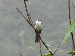 Campylorhynchus albobrunneus