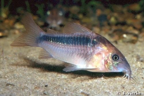 Dwarf Corydoras