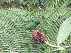 Chlorornis riefferii